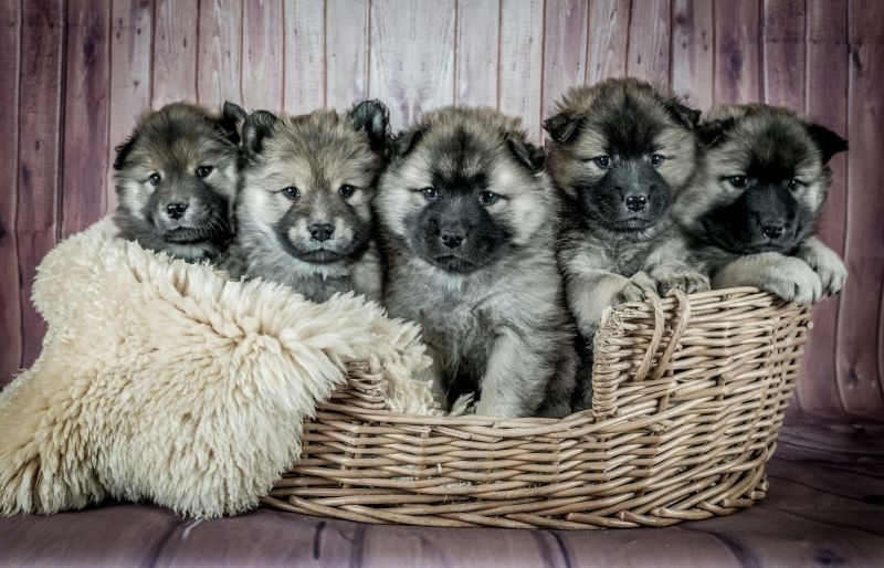 Tipy a triky 2: Máte všude doma samé chlupy? Poradíme vám jak se jich zbavit.